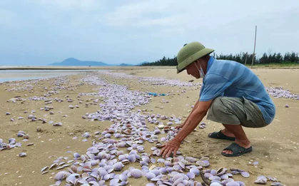 Hàng tấn ngao tím chết dạt vào bờ biển Hà Tĩnh