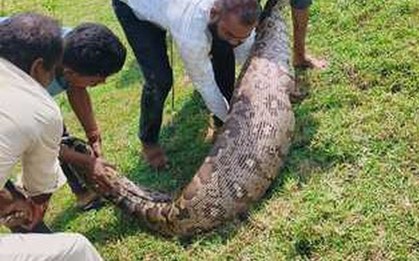 Bắt sống trăn khổng lồ dài 3,6 mét, nặng hơn 95 kg
