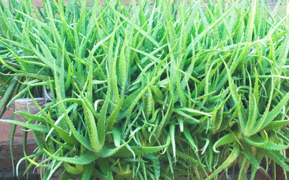 Lời khuyên đến tất cả các gia đình đang trồng cây nha đam