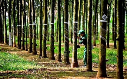 Công ty từng thuộc hệ sinh thái GVR, doanh thu 900 tỷ: Nay sắp biến mất khỏi sàn, toàn bộ lao động đã nghỉ việc