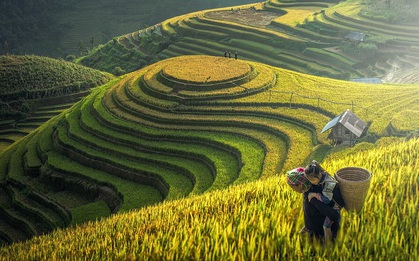 Hành trình lên TMĐT của "hạt ngọc Tây Bắc"