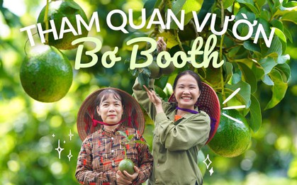 Tham quan vườn bơ trĩu quả, ăn thử món "bơ sữa" dẻo thơm cùng Hana Ban Mê