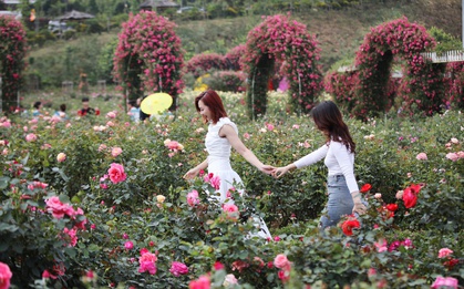 Thưởng hoa, xem đám cưới các dân tộc tại Lễ hội Hoa hồng Fansipan, Sa Pa dịp 30/4
