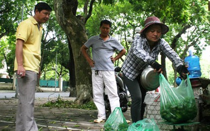 Hái sấu tươi trên đường phố Hà Nội, kiếm tiền triệu mỗi ngày