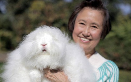 Chú thỏ đáng yêu có bộ lông xù nhất thế giới