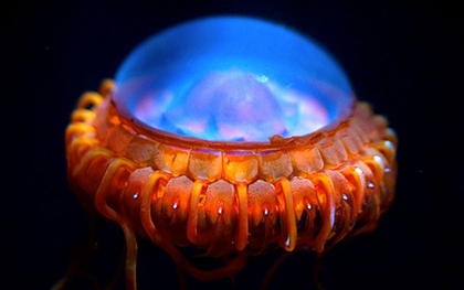 Những sinh vật lạ phát sáng như đom đóm ở dưới biển sâu