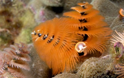 Loài giun biển trông giống cây thông Giáng sinh làm rực sáng đáy đại dương