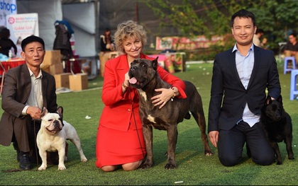 Ngắm 3 chú chó giành giải trong cuộc thi chó đẹp nhất Việt Nam