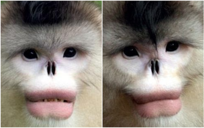 Loài khỉ có môi trái tim căng mọng như phẫu thuật thẩm mỹ