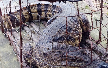 Bắt được cá sấu dài 1,2 mét trong khu dân cư