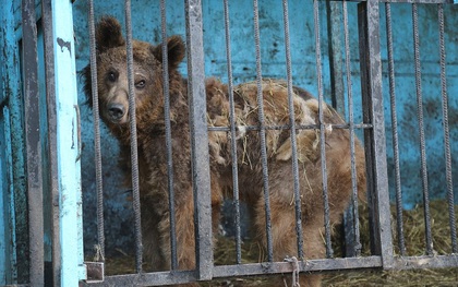 Ánh mắt buồn của những con vật đáng thương bên trong vườn thú tồi tệ nhất thế giới