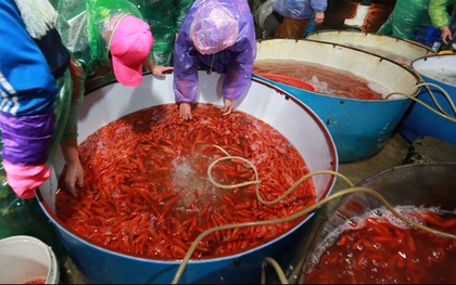 Nhộn nhịp chợ cá chép đỏ lớn nhất Thủ đô trước ngày Táo quân