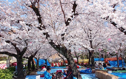 Hà Nội trồng 200 cây hoa anh đào Nhật tại công viên Hòa Bình