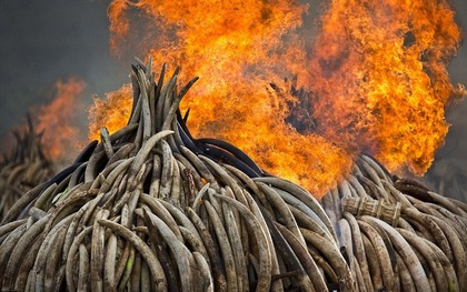 Kenya tiêu hủy 105 tấn ngà để bảo vệ loài voi