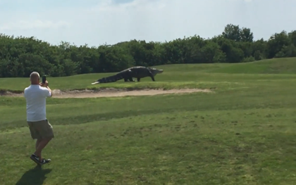 Sốc với cảnh tượng cá sấu khổng lồ đi dạo trên sân golf