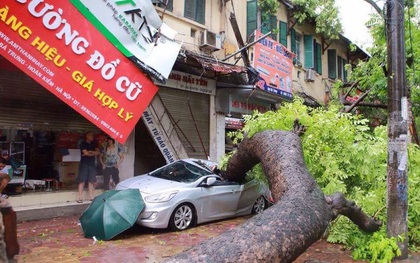 Hàng chục ô tô ở Hà Nội bị cây đè "nát bét" trong bão số 1