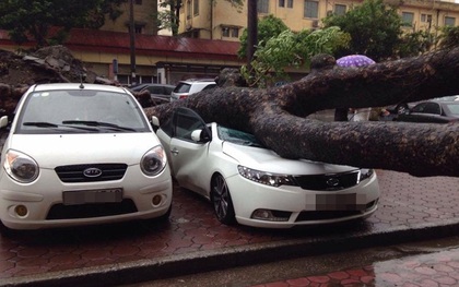 Cây xà cừ cổ thụ đổ đè bẹp xe Kia Forte đỗ trước Hà Nội Tower, chỉ vài phút sau khi chủ nhân ra khỏi