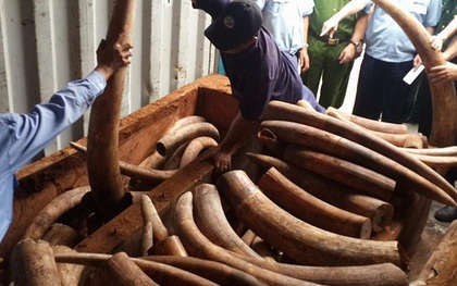 Phát hiện hơn 2 tấn ngà voi có giá hàng trăm tỷ đồng bên trong xe container ở Sài Gòn