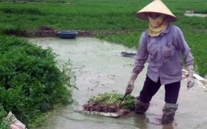 Sự thực về thuốc "siêu tăng trưởng" phun rau cần 3 ngày là thu hoạch