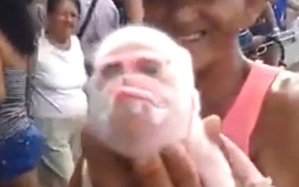 Sinh vật mình lợn, mặt khỉ gây náo loạn Cuba