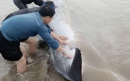 Nam Định: Giải cứu cá voi nặng 3 tấn trôi dạt vào bờ biển