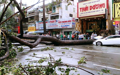 5 ngày 3 vụ cây đổ đè chết người ở Sài Gòn: Có phải là "thiên tai bất khả kháng"?