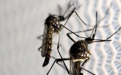 Phát hiện virus Zika trong muỗi vằn tự nhiên ở Nha Trang