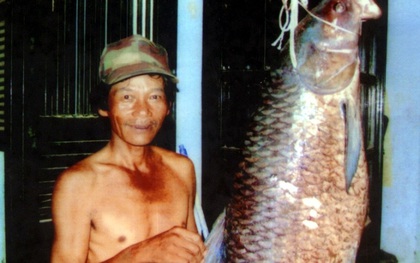 Những chuyện thú vị về loài "khủng long" ẩn mình dưới đáy hồ Tây