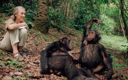 Hiệp sĩ rừng xanh - người phụ nữ vĩ đại dành hơn 50 năm sống trong rừng với tinh tinh