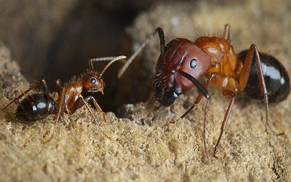 Phương pháp điều khiển con người từ cách... "sửa" não của loài kiến