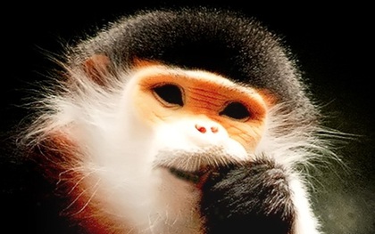 Năm con khỉ ngắm nhìn những chú Voọc "báu vật Sơn Trà"
