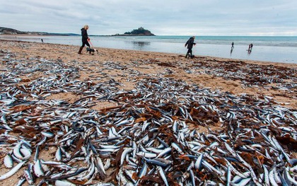 Anh: Bí ẩn hàng trăm nghìn xác cá thu trôi dạt vào bờ biển lần thứ hai trong tháng