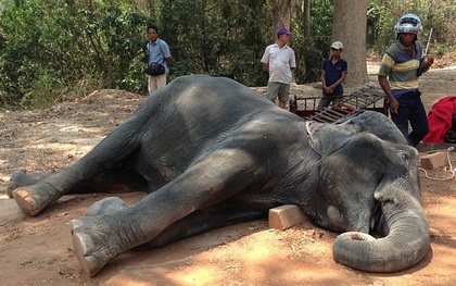 Chú voi đáng thương gục chết giữa đường vì kiệt sức sau 15 năm mua vui cho khách du lịch