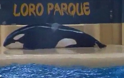 Chú cá voi tự tử do không chịu nổi cuộc sống cầm tù mua vui cho con người