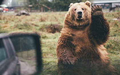 Chú gấu đáng yêu vẫy tay chào tạm biệt khách du lịch