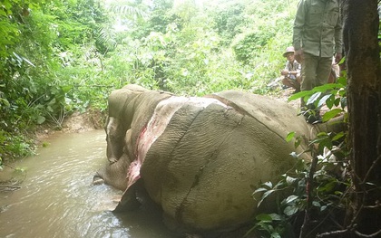 Chú voi rừng chết thảm với một phần cơ thể bị lột da hoàn toàn