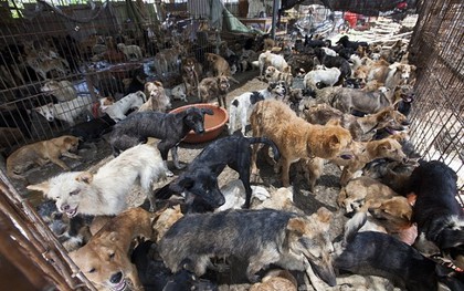 Cái kết gây phẫn nộ cho những chú chó được giải cứu khỏi những lò mổ ở Trung Quốc
