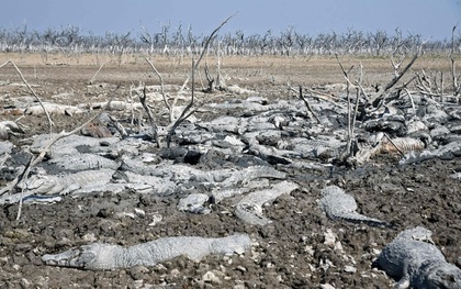 Hạn hán nghiêm trọng, hàng trăm con cá sấu chết khô trong đầm lầy cạn nước