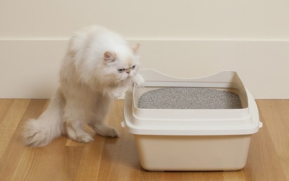 Gạo không hiệu quả, hãy dùng cát vệ sinh mèo để cứu điện thoại rơi nước