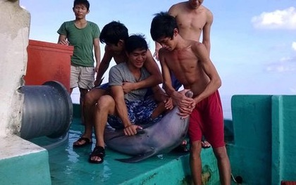 Bắt cá heo rồi cắt đầu, mổ bụng