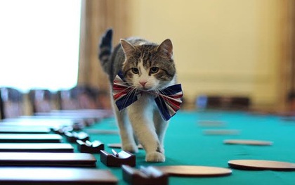 Con mèo ở dinh Thủ tướng Anh tiếp tục nhiệm kỳ mới sau khi ông Cameron rời đi