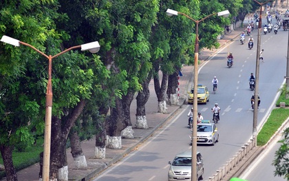 Chùm ảnh: Ngắm hàng cây cổ thụ xanh ngút mắt ở phố Kim Mã trước ngày di dời