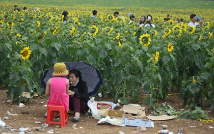 Khung cảnh nhếch nhác tại cánh đồng hoa hướng dương lớn nhất Việt Nam