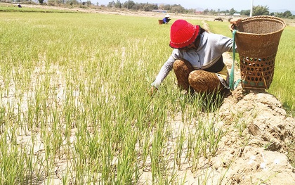 Người Tây Nguyên quay quắt trong "chảo lửa" hạn hán lịch sử