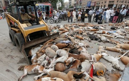 Hơn 700 con chó bị giết, phơi xác trên đường phố Pakistan