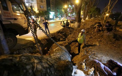 Công nhân trắng đêm di dời hàng cây xà cừ trên đường Kim Mã
