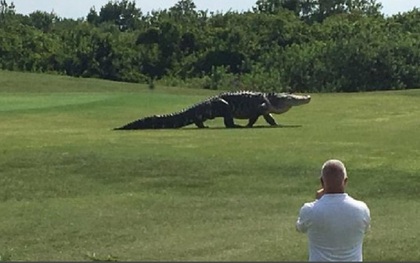 Kinh hãi cảnh cá sấu khổng lồ dài hơn 4,5m đi dạo trong sân golf