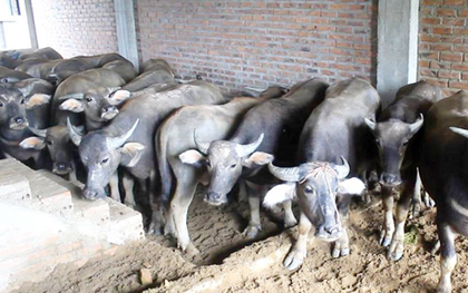 Biệt thự tiền tỷ biến thành nơi nuôi nhốt, chăn thả trâu bò ở Hà Nội