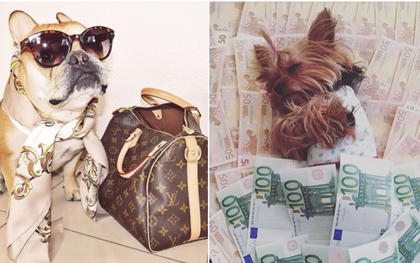 Cuộc sống sang chảnh đến phát ghen của hội... những chú chó nhà giàu trên Instagram