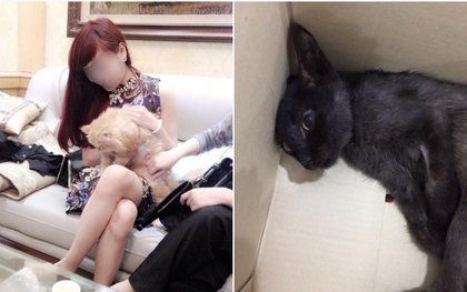 Hà Nội: Cô gái bị tố bỏ đói chú mèo liệt 1 tháng, thản nhiên nói "chờ mãi nó không chết"?